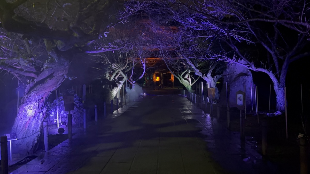 紫色に照らされた木々が続く建長寺の夜の参道